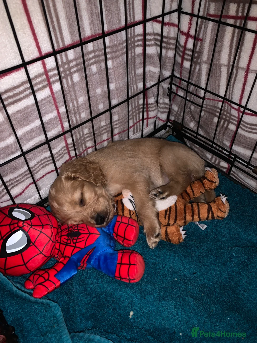 Cockapoo dogs for sale: Lovely adorable puppies  in Norwich - Advert 2