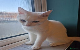 Turkish Angora cats for sale: Gorgeous white cat  - Image 1