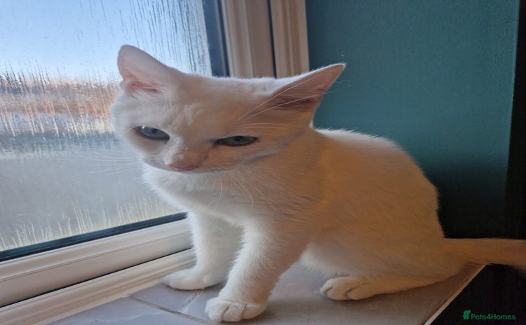 Turkish Angora cats - Advert 1