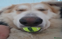 German Shepherd dogs for sale: long haired white sable boy  in Porthcawl - Image 2