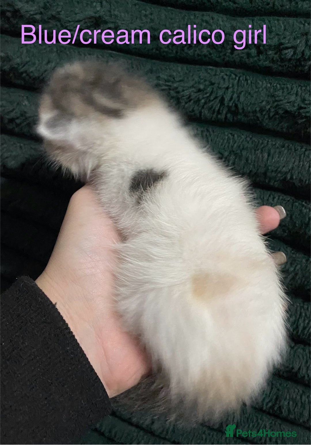 American Shorthair cats for sale: Mix colour litter girls and boys very docile  - Advert 3