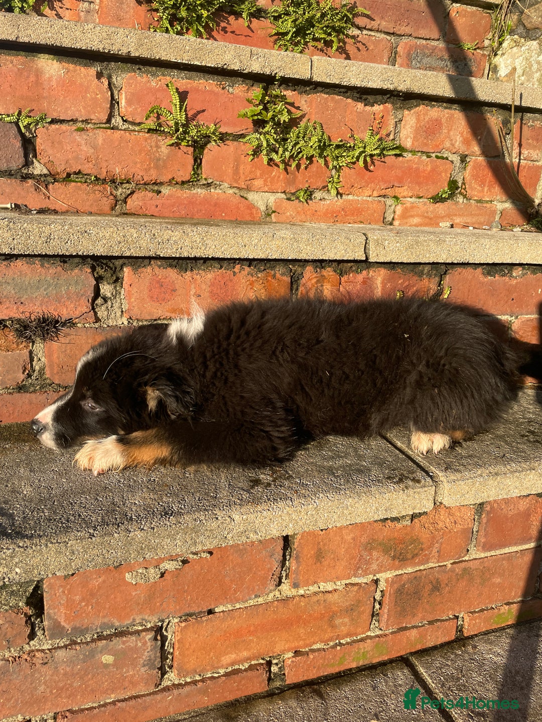 Border Collie dogs for sale: 3 Beautiful Sheepdog Puppies - Advert 24