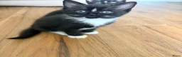 Mixed Breed cats for sale: Beautiful Black & White Female Kitten - Advert 3
