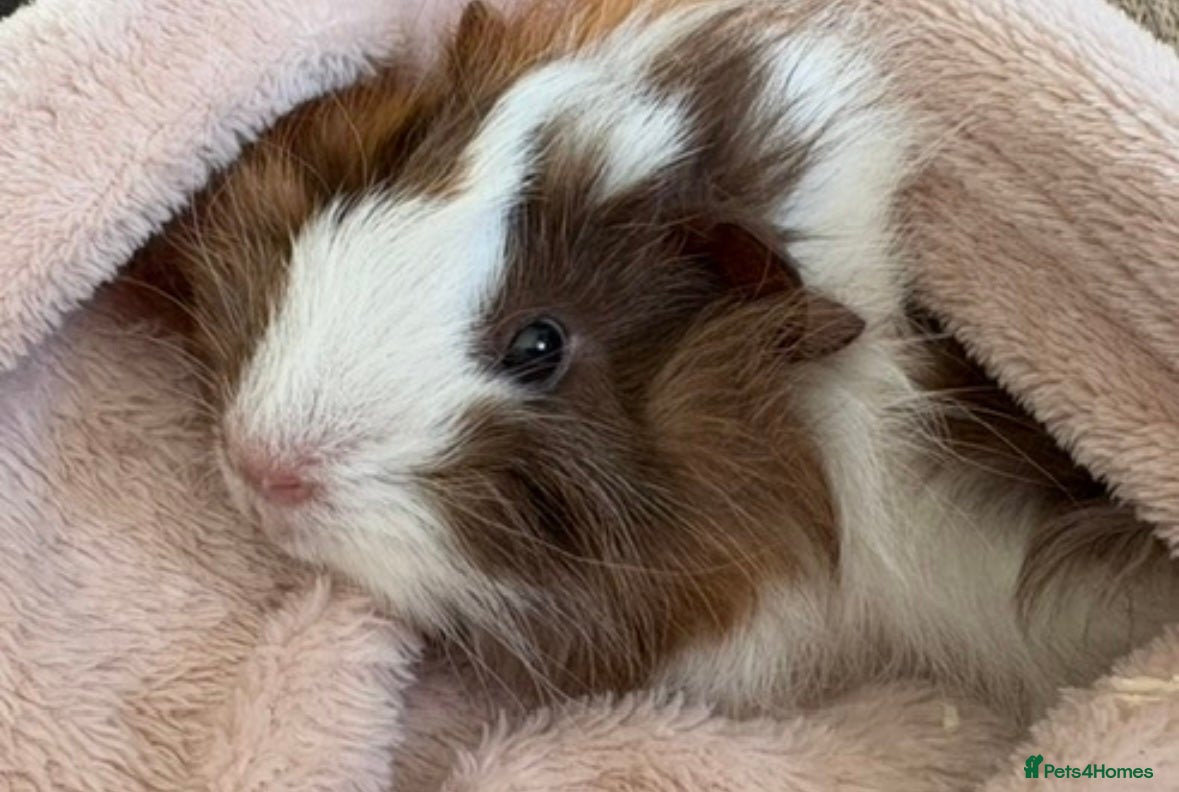 Guinea Pig rodents Two female guinea pigs  - Advert 22