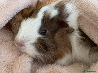 Guinea Pig rodents Two female guinea pigs - Advert 22