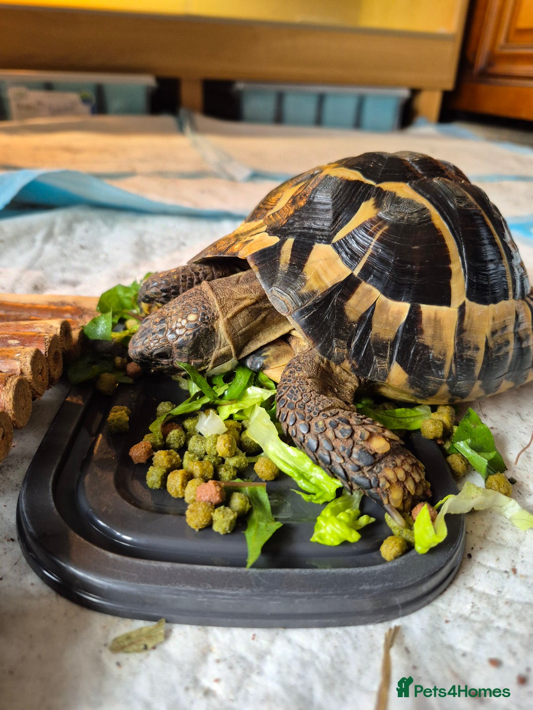 Tortoise reptiles for sale: reluctantly need to rehome my lovely tortoise  - Image 2