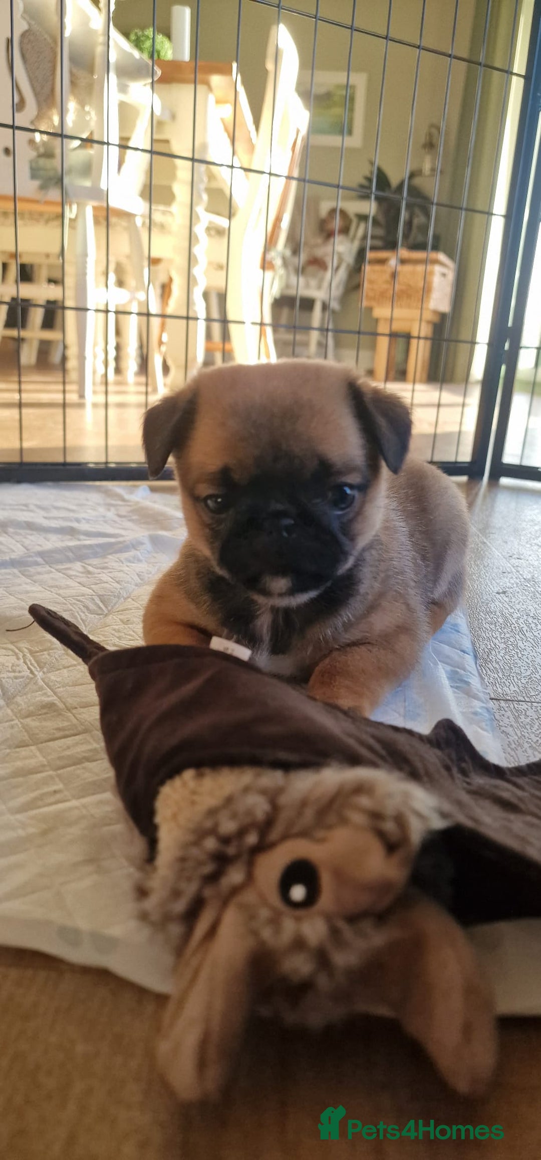 Mixed Breed dogs for sale: Pug/Japanese chin puppies - Advert 6