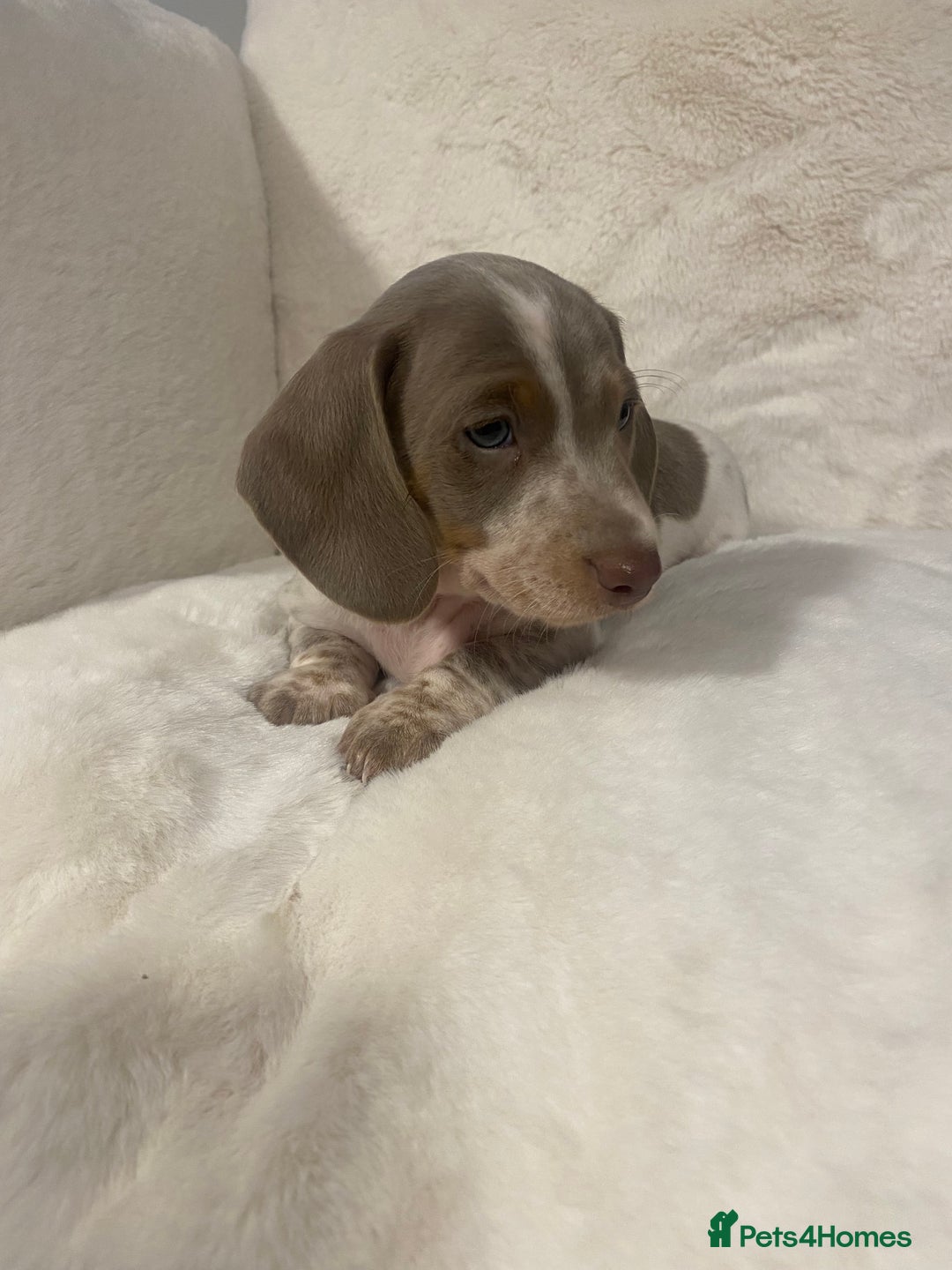 Miniature Dachshund dogs for sale: PRA Clear KC Registered Mini Dachshunds - Advert 8