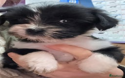 Tibetan Terrier dogs for sale: Beautiful black and white Tibetan Terrier girl  - Advert 2