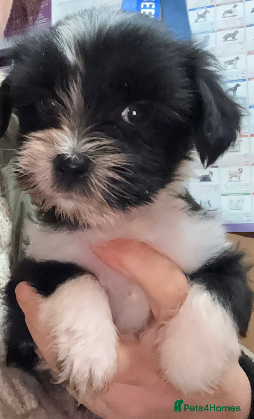 Tibetan Terrier dogs for sale: Beautiful black and white Tibetan Terrier girl  - Advert 2