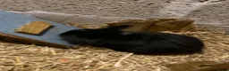 Mini Lion Lop rabbits for sale: Lion lops - Advert 7