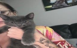 Russian Blue cats for sale: 1 beautiful Russian blue female left  - Image 3