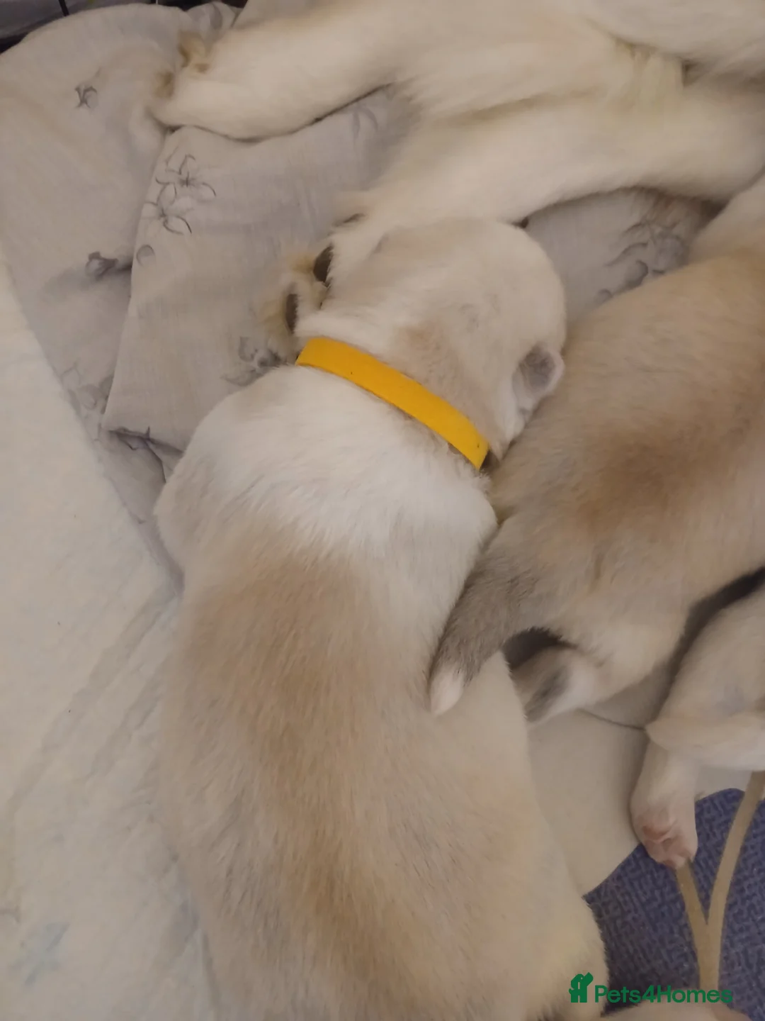 Siberian Husky dogs for sale: 1 SIB HUSKY GIRL LEFT CAN LEAVE 12/02/26 - Advert 27