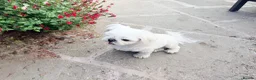 Maltese dogs for sale: Full Korean Male Maltese - Advert 24