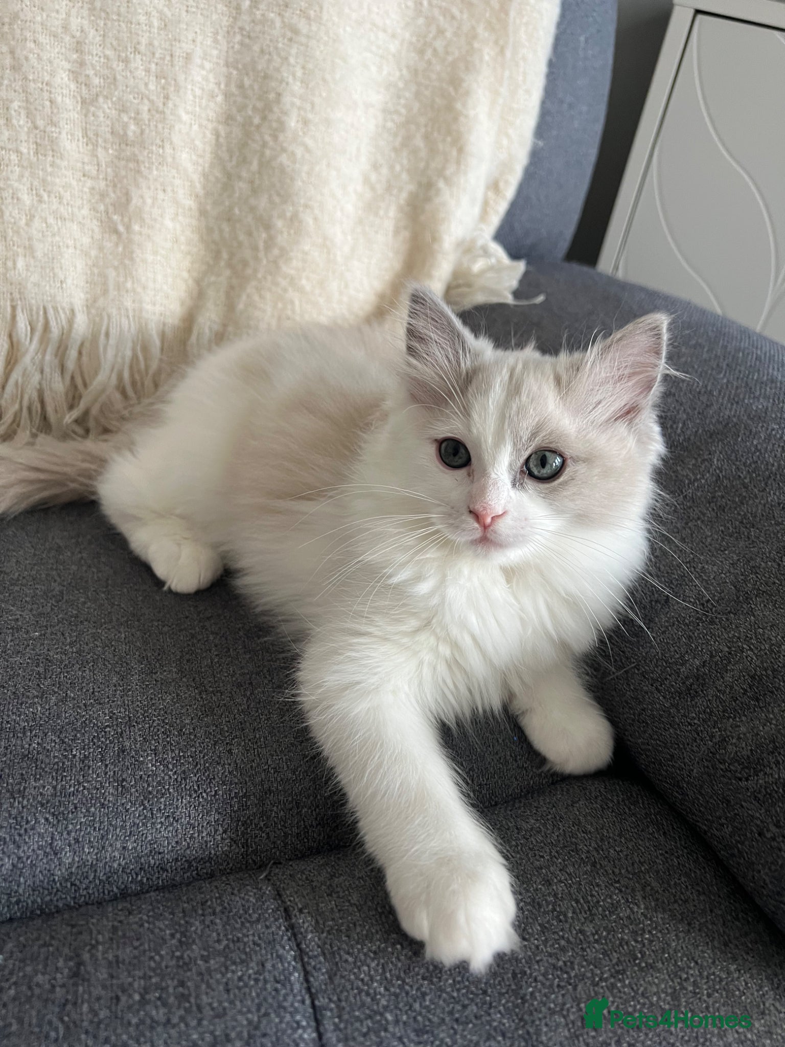 Ragdoll cats RARE Light Mink Bicolour Cherubim Ragdoll GIRL - Advert 15