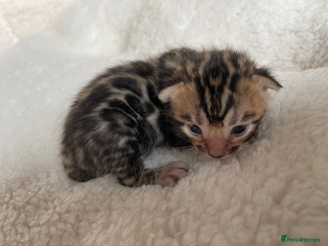 Bengal cats for sale: Bengal kittens for sale-Stunning 3-color Rosettes  - Image 14