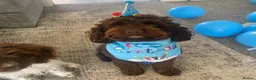 Cockapoo dogs for sale: Charlie the cockerpoo in Wigan - Advert 16