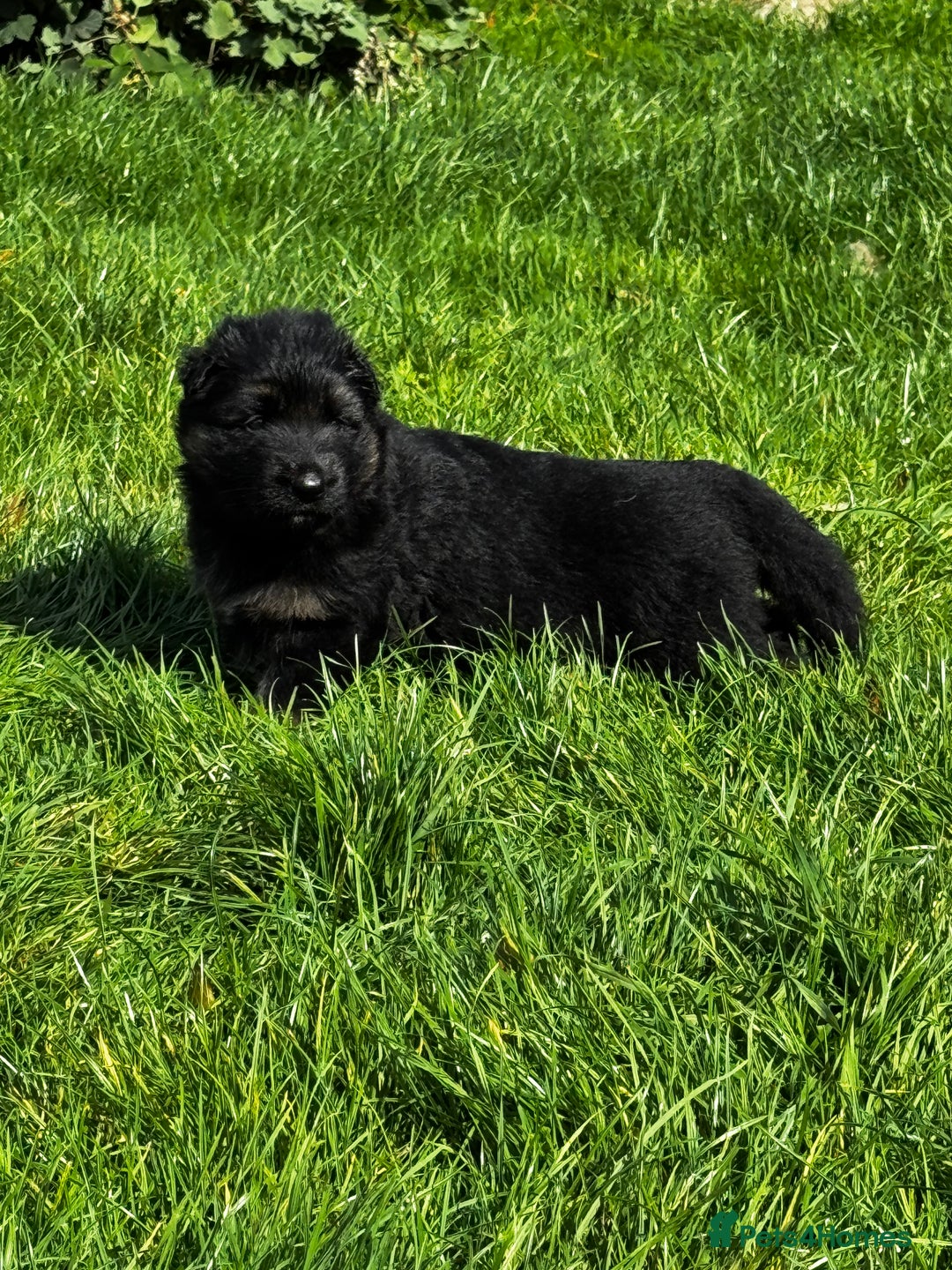 German Shepherd dogs for sale: ⭐️KC big bone GSD puppies ⭐️ - Image 11