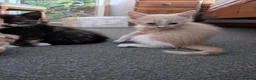 Mixed Breed cats for sale: Three pretty kittens for sale  in York - Advert 7