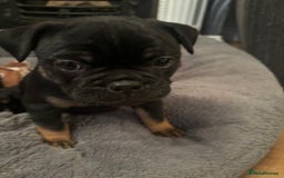 Mixed Breed dogs for sale: Beautiful puppies - Image 10