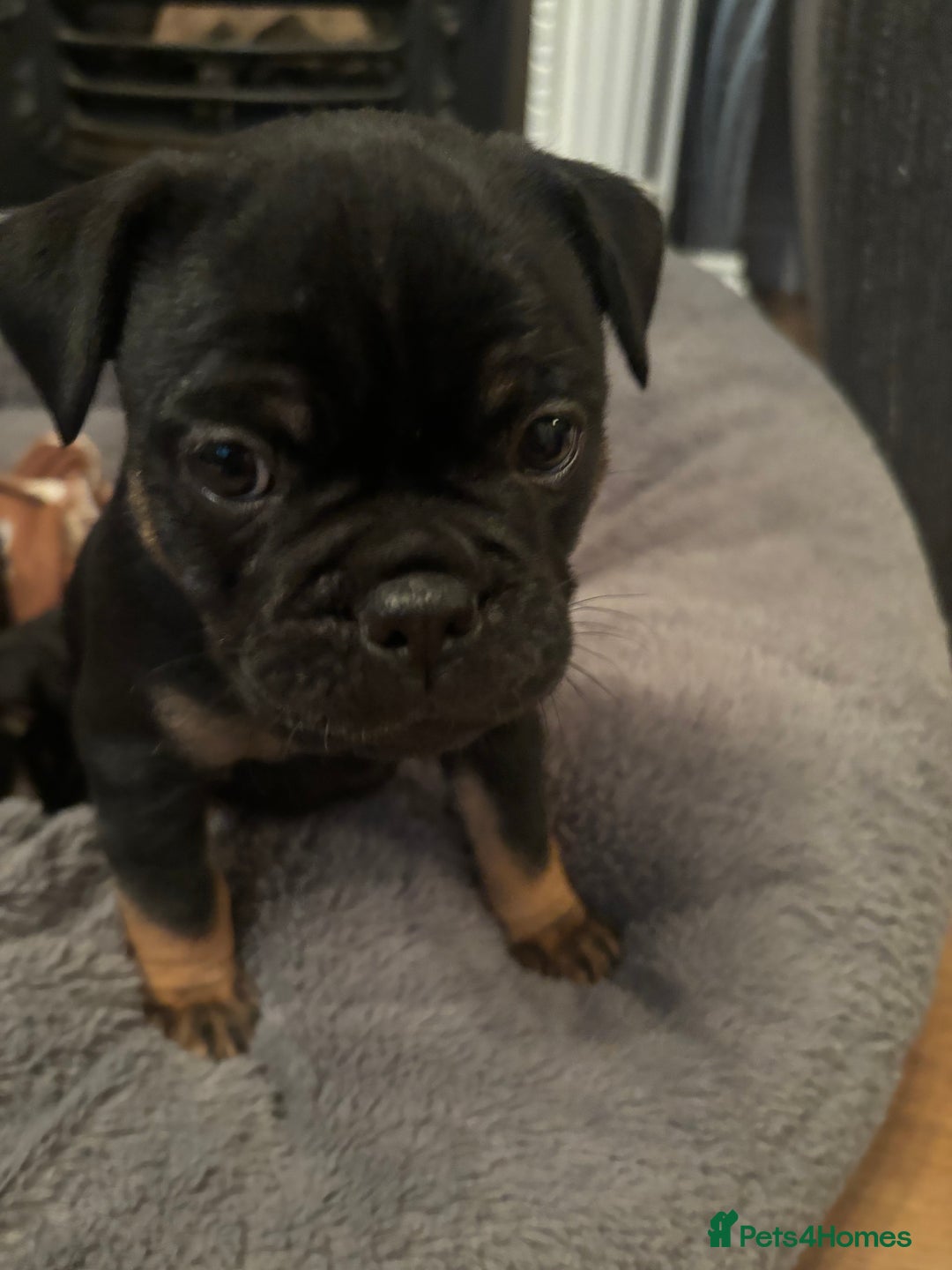 Mixed Breed dogs for sale: Beautiful puppies - Image 10