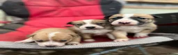 Border Collie dogs for sale: WSD PUPS LOOKING FOR LOVING HOMES - Advert 4