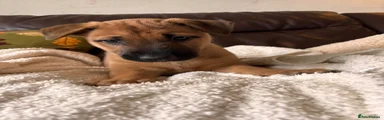 Mixed Breed 3