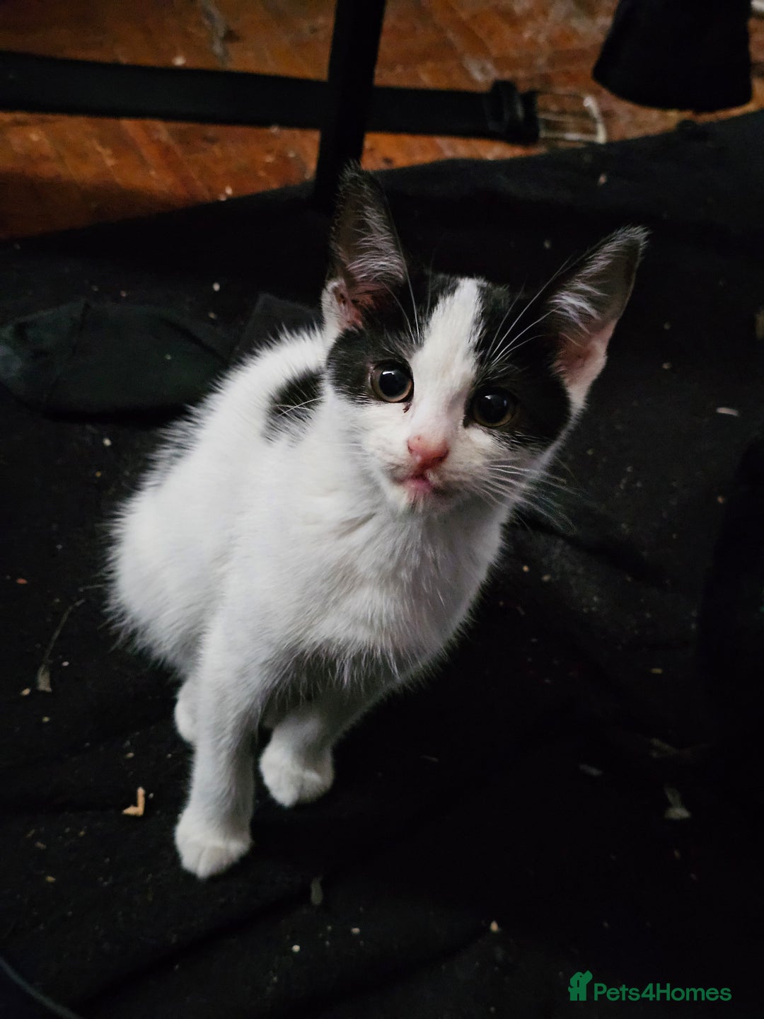 Mixed Breed cats for sale: Chocolate chip and Oreo in Enfield - Image 12