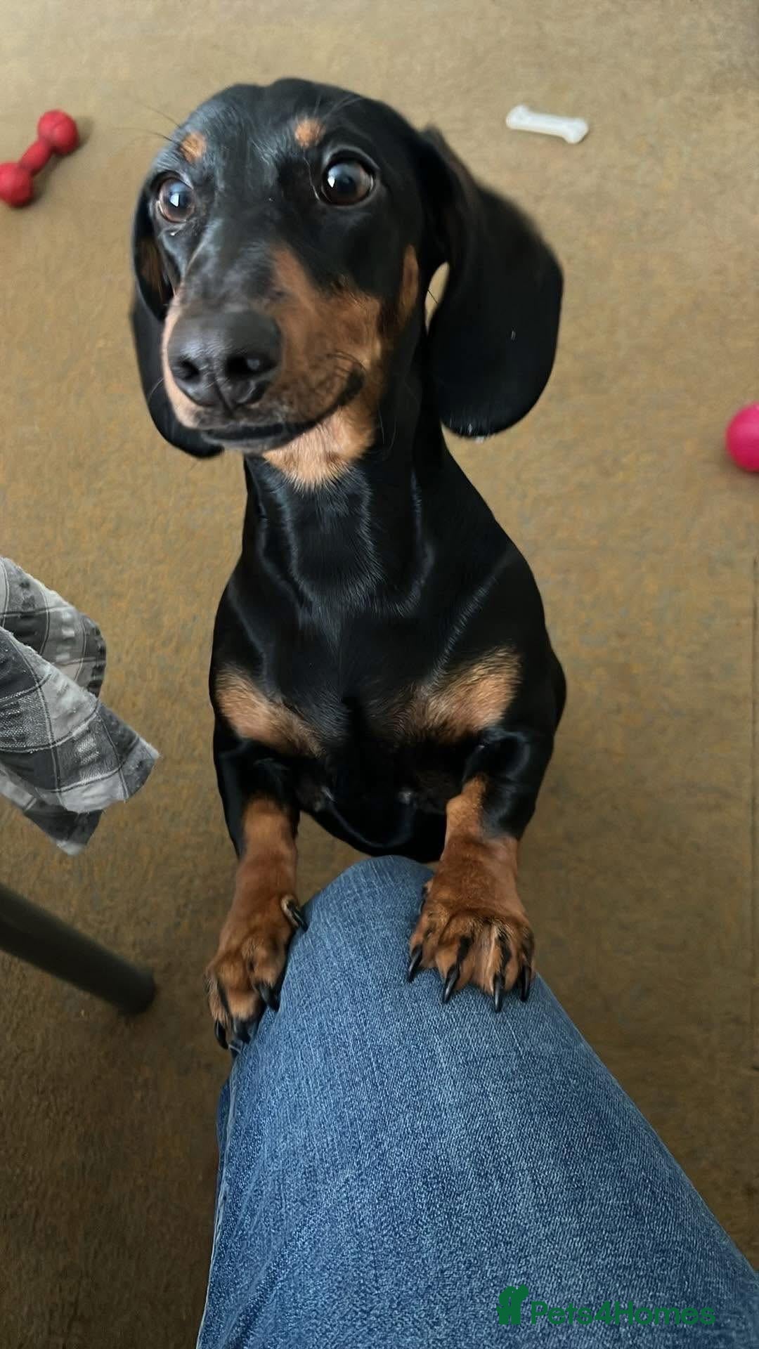 Dachshund dogs for sale: Dachshund puppies - Advert 8