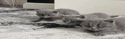 British Shorthair cats for sale: Blue british shorthair showcat kittens - Advert 4