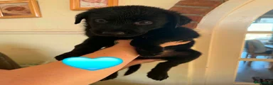 Light blue collar boy