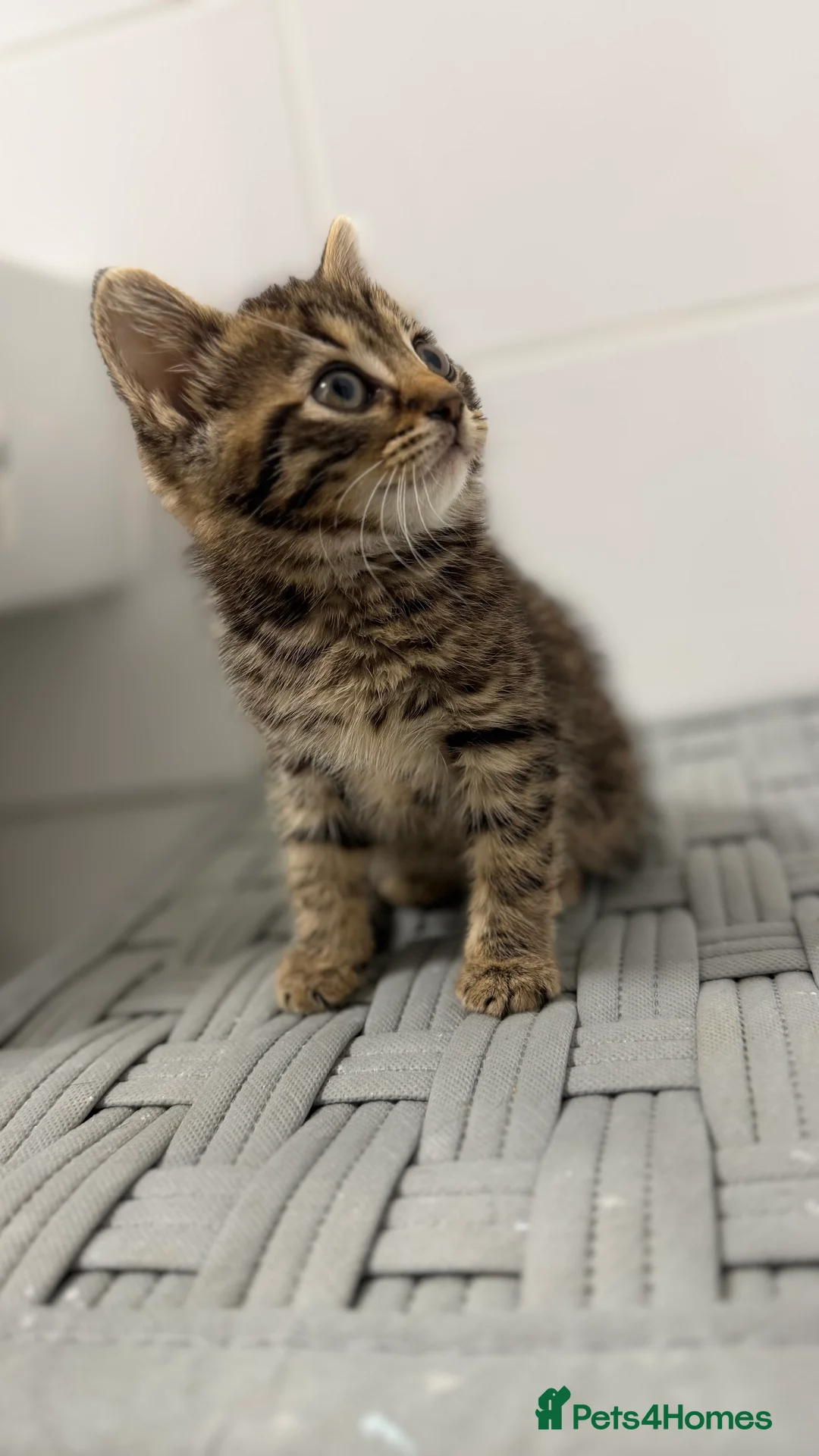 Mixed Breed cats for sale: Beautiful ragdoll x kittens  - Advert 2