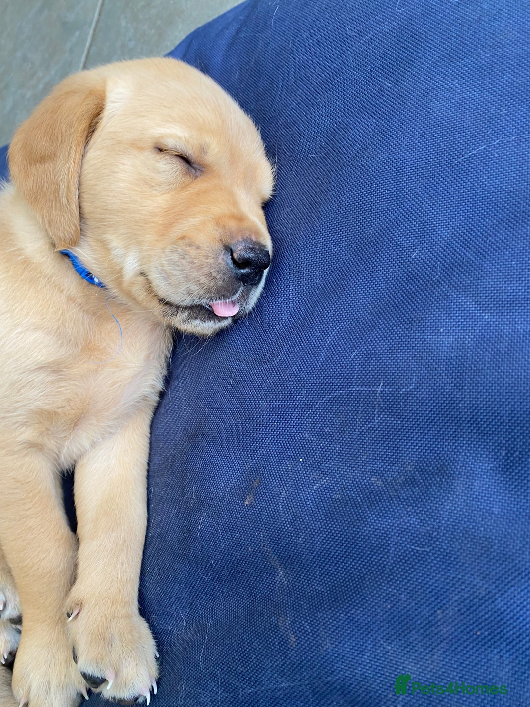 Goldador dogs for sale: Gorgeous Labrador/golden retriever puppies - Image 3