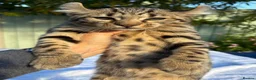Keetso cats for sale: Awesome rare silver polydactyl female  - Advert 5