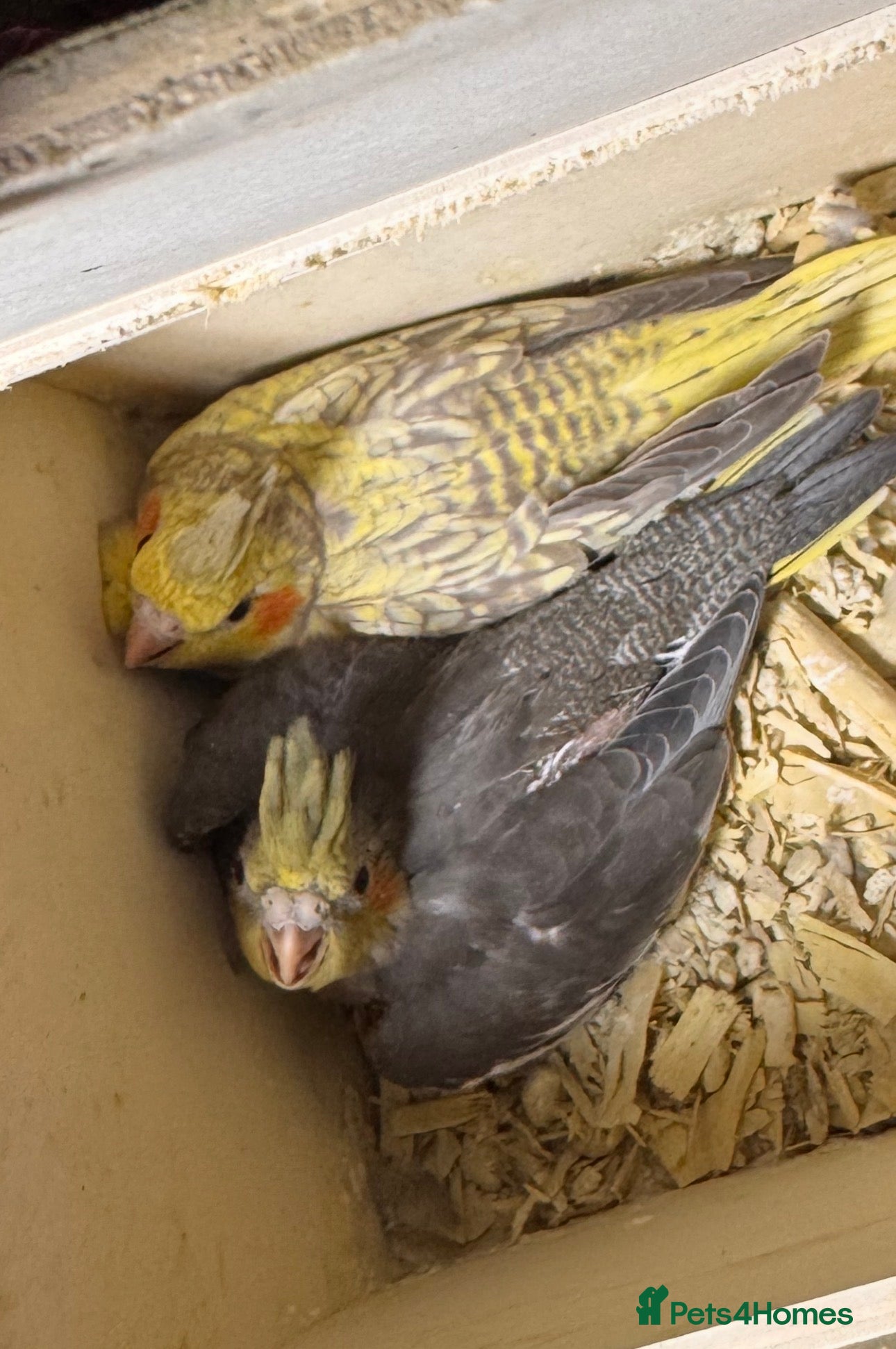 Cockatiels birds Cockatiels for sale - Advert 1