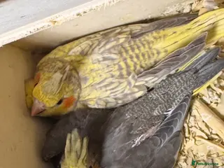 Cockatiels birds Cockatiels for sale - Advert 1