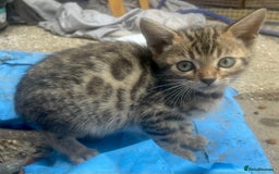 Bengal cats for sale: Beautiful pure breed bengal kits - Image 3