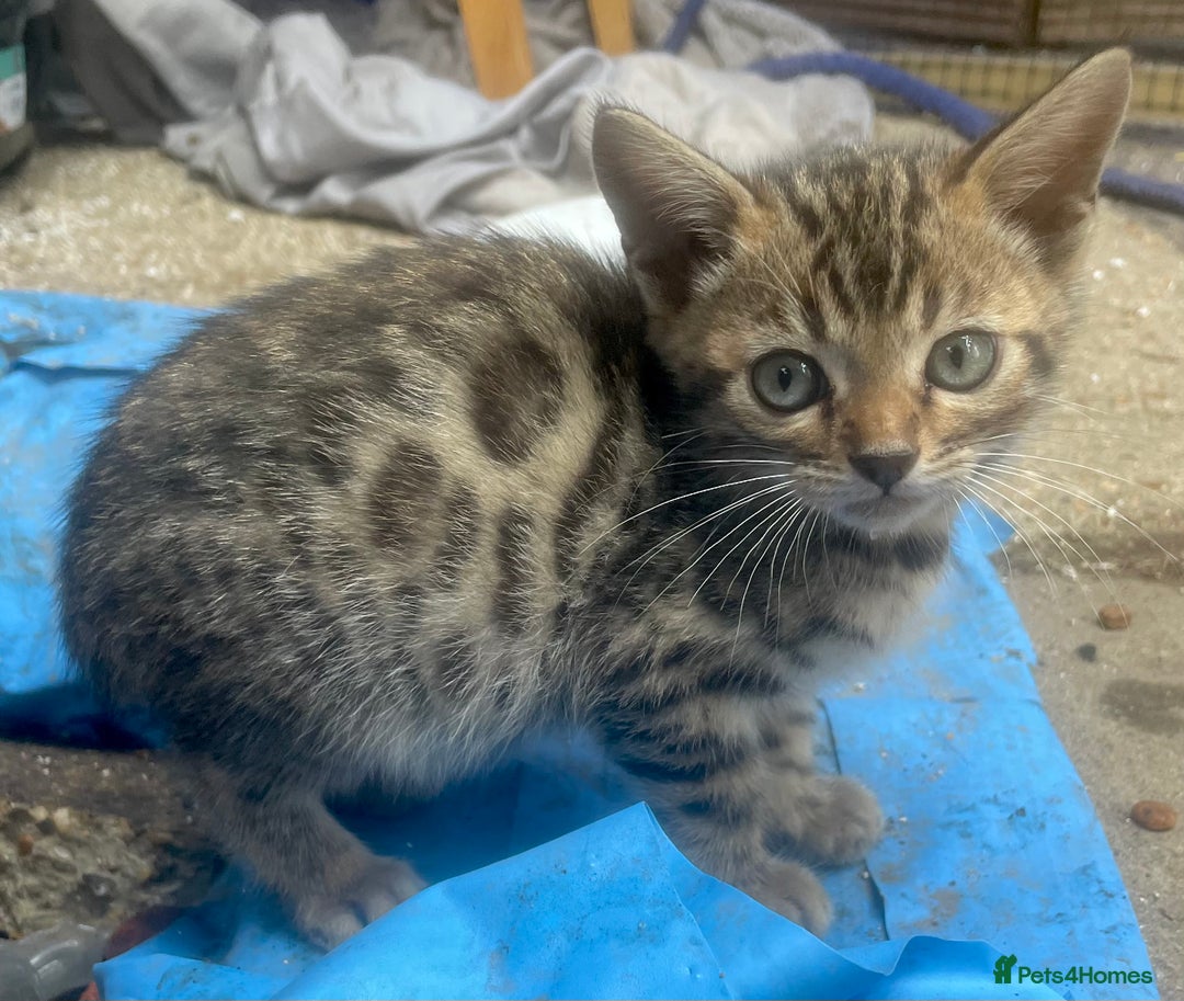 Bengal cats for sale: Beautiful pure breed bengal kits - Image 3