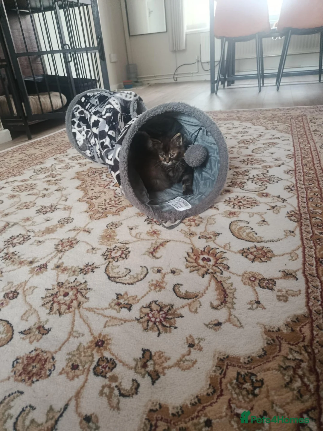 Maine Coon cats for sale: Mainecoon kitten - Advert 4
