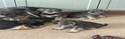 Miniature Schnauzer dogs for sale: KC reg miniature schnauzer puppies for sale  - Advert 5