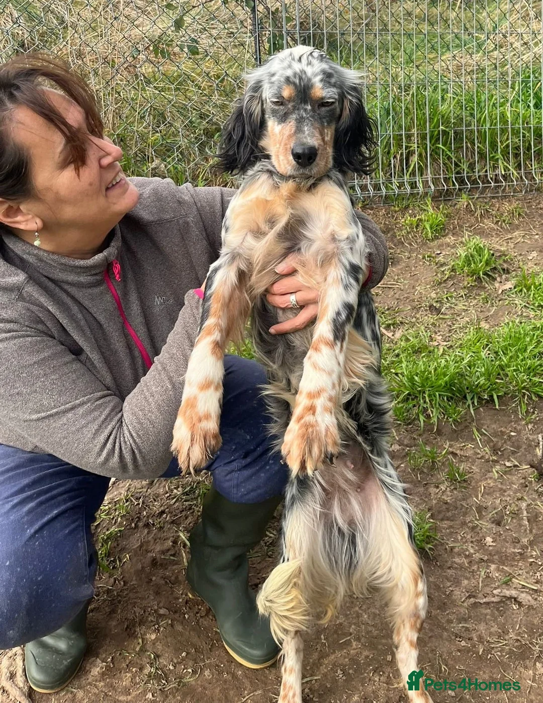 English Setter dogs for adoption: Lucera  - Advert 9
