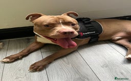 Mixed Breed dogs for sale: Rocco - Image 4