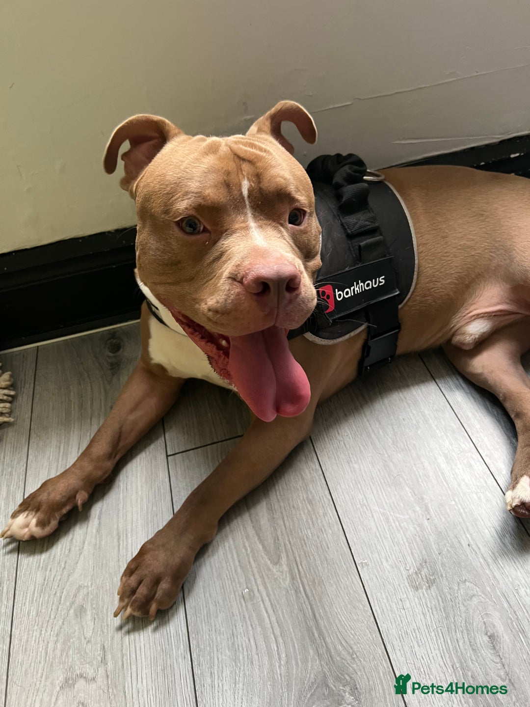 Mixed Breed dogs for sale: Rocco - Image 4