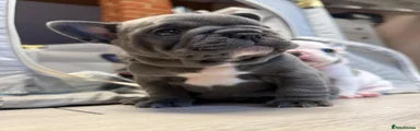 French Bulldog 4