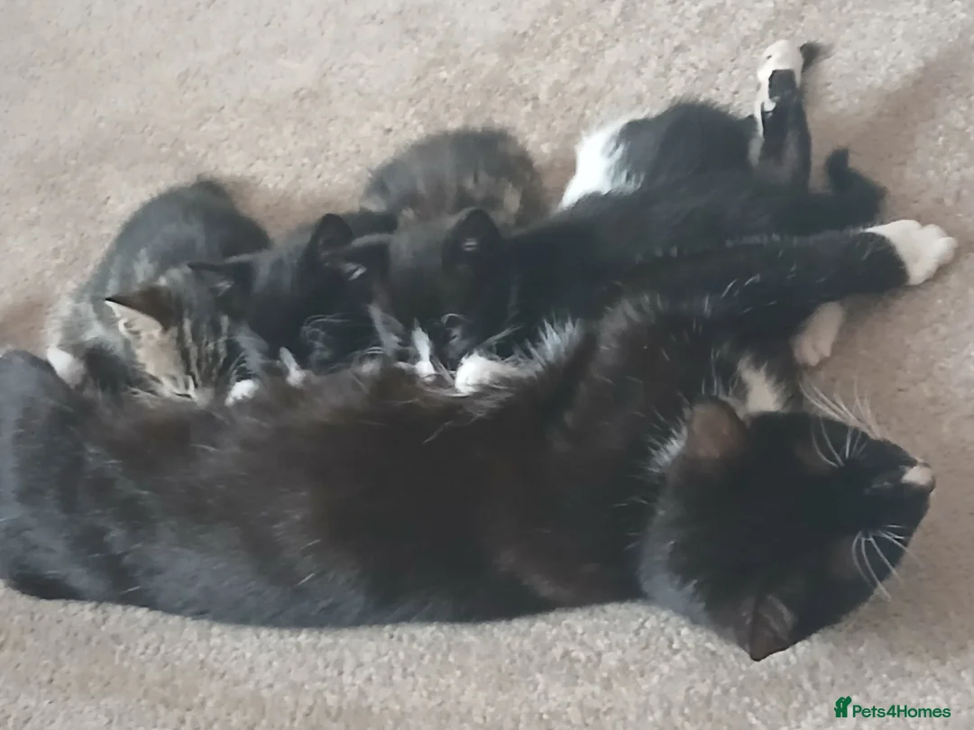 Mixed Breed cats for sale: Kittens in Sunderland - Advert 2