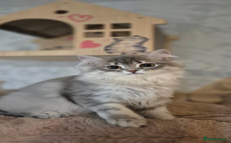 Scottish Fold cats in Ивсхам - Advert 1