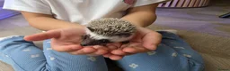 Pygmy Hedgehog rodents for sale: Male african pigmy hedgehog  - Advert 2
