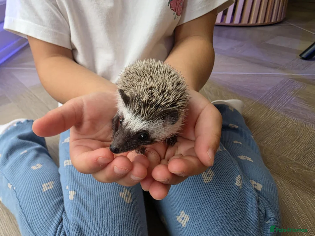 Pygmy Hedgehog rodents for sale: Male african pigmy hedgehog  - Advert 2