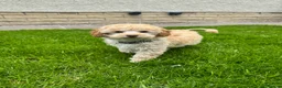 Toy Poodle dogs for sale: KC Registered Pedigree Toy Poodle Boy Ready Now - Advert 3
