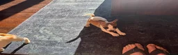 Jack Russell dogs for sale: Lively Jack Russell puppies - Advert 10
